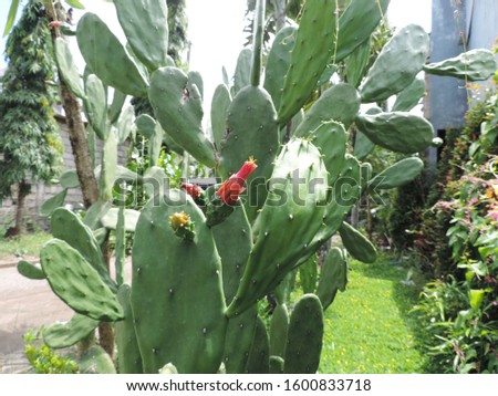 cactus plant in the garden under sun shine, nature photo object      