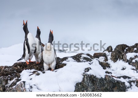 Gentoo Penguins having a lively discussion near Vernadsky Station, Antarctica