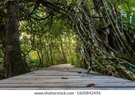 Wooden deck path trough green mangrove swamp branches