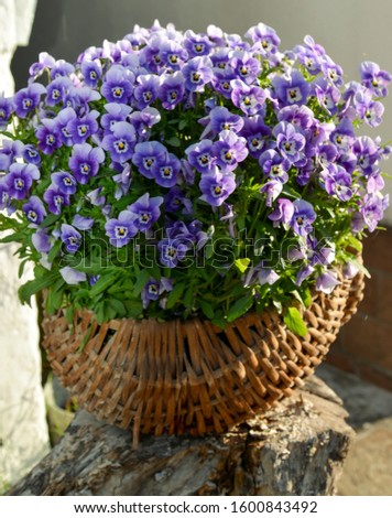 basket with colorful blooming pansies