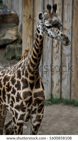 Juvenile Giraffe Waiting for Feeding, Zoo Animals