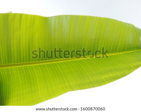  banana leaf surface under sunshine, nature photo object         