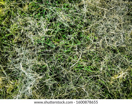Green grass texture use as natural background. Wallpaper for design artwork