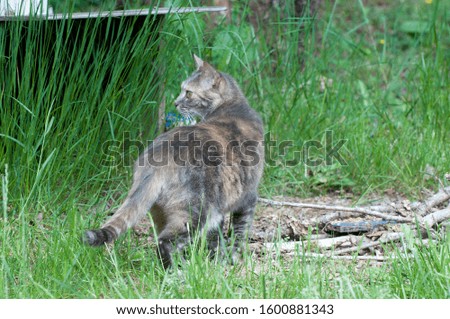 A gray and brown striped tabby cat is poised and ready to hunt taken near Shelton, WA, USA.