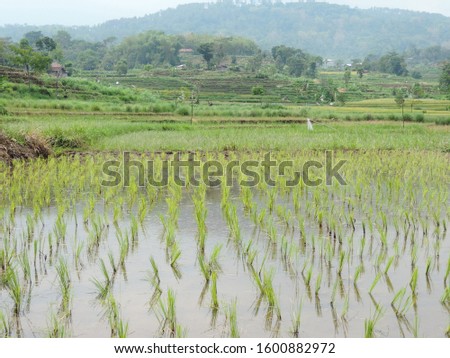 world rural day concept. the beautiful view of the rice field at pandaan village, pasuruan - east java. indonesia          