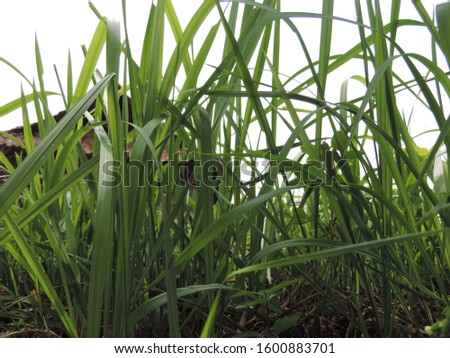 world environment day concept. weeds in the rice field, nature photo object          