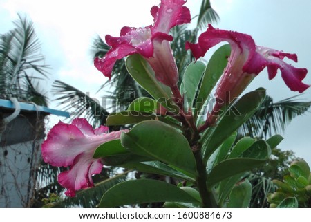 Closeup view of Pink desert rose flower or adenium flower with rainy drops