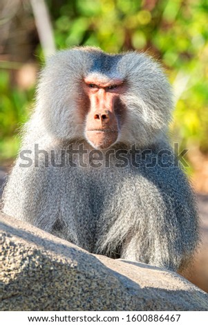 A hamadryas baboon at the zoo