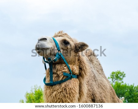 A two-humped camel in the city park. Camel walking in the park. Royalty-Free Stock Photo #1600887136