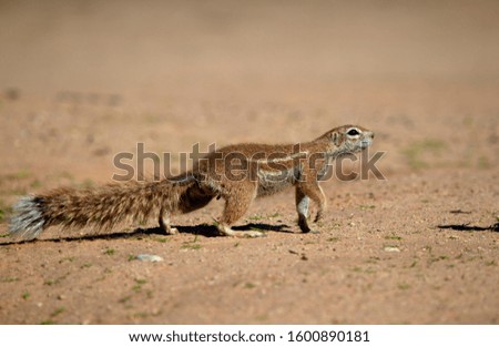 Ground Squirrel (Xerus inauris), Kgalagadi Transfrontier Park, Kalahari desert, South Africa/Botswana.