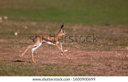 Springbok (Antidorcas marsupialis) - Lamb, Kgalagadi Transfrontier Park in rainy season, Kalahari Desert, South Africa/Botswana