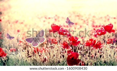 Selective focus and soft focus on butterfly in meadow of poppy - red poppy flowers