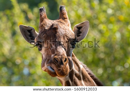 A portrait of a giraffe at the zoo