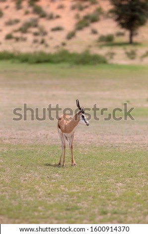 Springboks (Antidorcas marsupialis), Kgalagadi Transfrontier Park in rainy season, Kalhari Desert, South Africa/Botswana