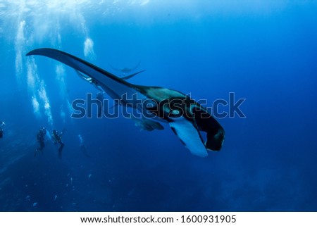 Picture shows a Manta Ray at Islas Revillagigedos, Mexico