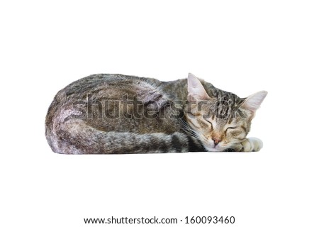 A Sleeping Cat Isolated on a White Background Royalty-Free Stock Photo #160093460
