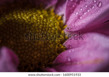 Beautiful delicate pink chrysanthemums with dew drops after the rain is very close