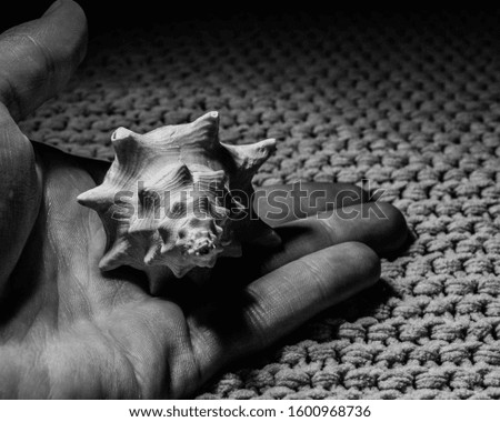 A hand holding a shell 