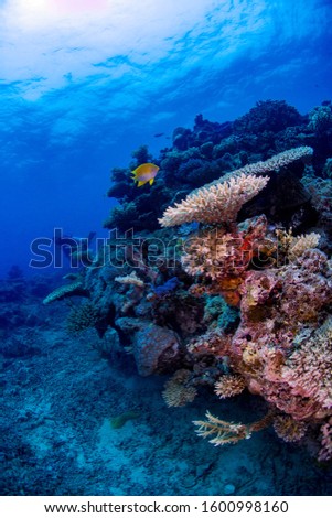 Tropical fish swimming over a reef