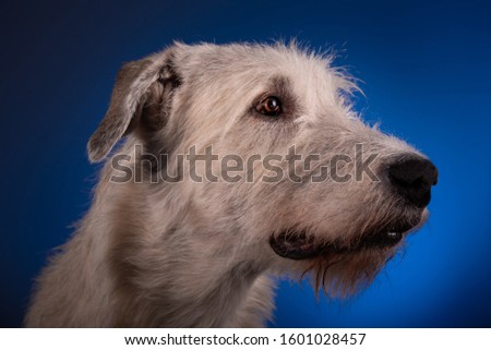 Irish Wolfhound head shots in colour