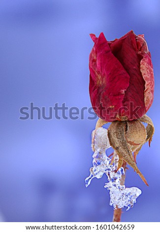 Ice Growth on a Faded Rose
