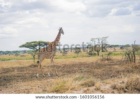 The only giraffe in the savannah is walking on the grass.