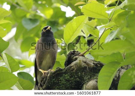Indian myna or Jalak Nias (Acridotheres tristis) surrounded by green leaves
