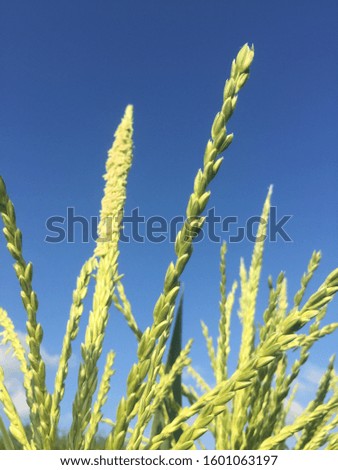 ears of corn flower on background of blue sky