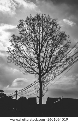 Outdoors shot on a sunny day, black and white picture of the silhouette of a tall bare tree branches without leaves against the cloudy sky. Electricity wires running across the tree