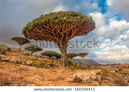 Dragon trees at Dixam plateau, Socotra Island, Yemen Royalty-Free Stock Photo #160106411