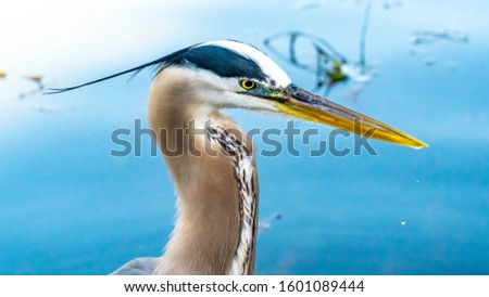 Close up of a Great Blue Heron fishing in the low lake waters.