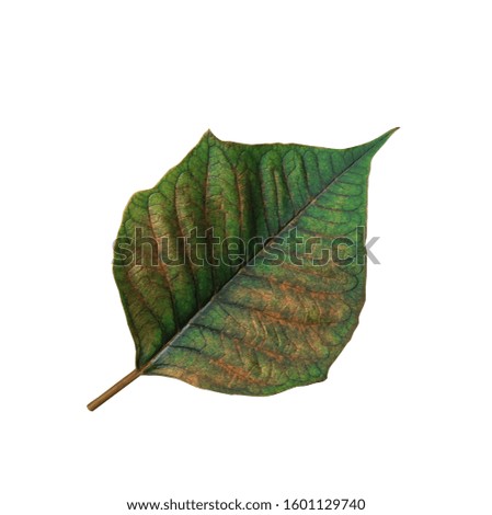 Close up green leaves with beautiful patterns of Poinsettia tree isolated on white background. with clipping path