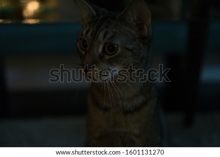 Cat looking ahead with big surprised eyes