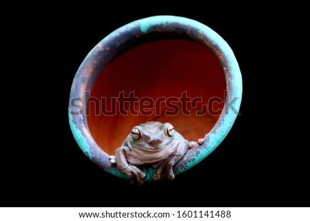 dumpy frog, green tree frog want to out of the hole