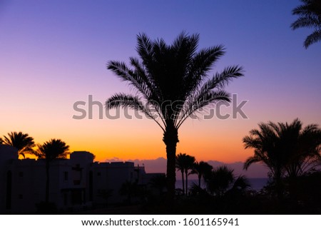Palm trees against the background of the morning dawn and sea.