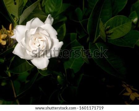 The White Large Gardenia Flower Blooming behind The Yellow Flowers
