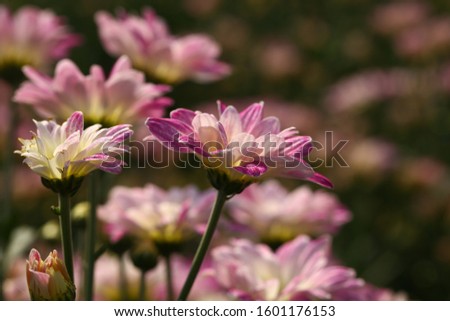 Close-up Chrysanthemum flower background (Dendranthemum grandifflora)