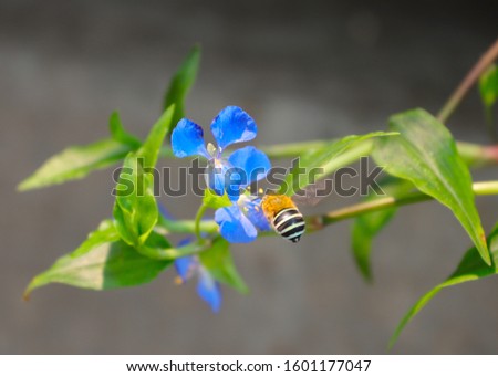 Bee hovering over a flower this bee was captured in full flight trying to land on the beautiful blue flower Captured in the right moment as I was taking picture of the plant