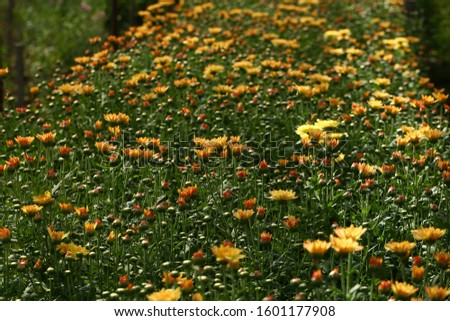 Chrysanthemum flower background (Dendranthemum grandifflora)
