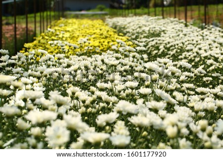 Chrysanthemum flower background (Dendranthemum grandifflora)