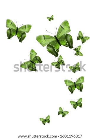 set of flying tropical butterflies isolated on a white background
