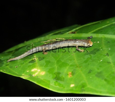 Bolitoglossa colonnea, the La Loma or Ridge-headed Salamander - a rarely seen salamander of Latin American rainforests