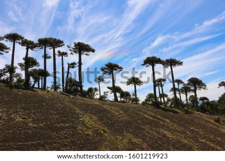 Treikking Sollipulli where man can see Araucarias and volcanos in the south of Chile in a Region from ancester cultur Mapuches