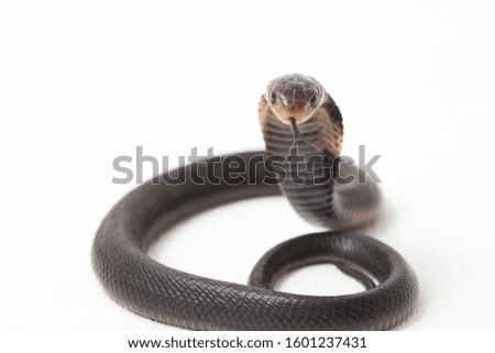 The Javan spitting cobra (Naja sputatrix) also called the southern Indonesian cobra, or Indonesian cobra. isolated on white background