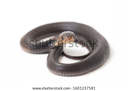 The Javan spitting cobra (Naja sputatrix) also called the southern Indonesian cobra, or Indonesian cobra. isolated on white background