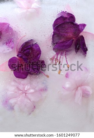 Background of    pink  balsamine and purple fuchsia flower, grain of coffee   in ice   cube with air bubbles. Flat lay consept for  valentine's day card.