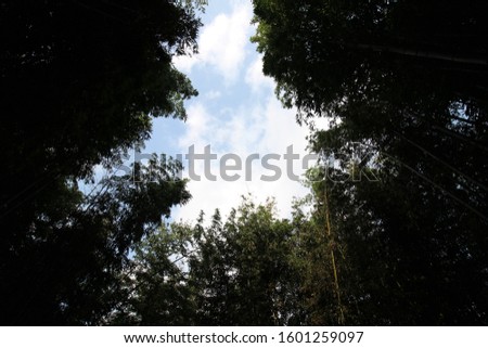 sky cloud tree forest green