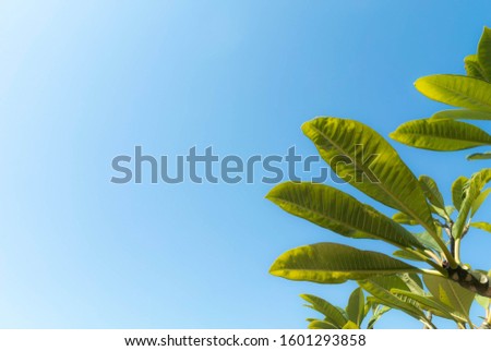 Frangipani leaves on blue sky background