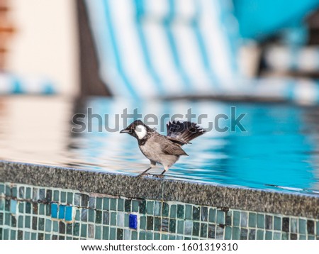 Picture of bird sitting on pool border in Dubai