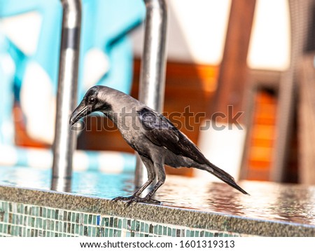 Picture of bird sitting on pool border in Dubai